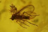 Several Fossil Flies (Diptera) and a Spider (Araneae) In Baltic Amber #139036-3
